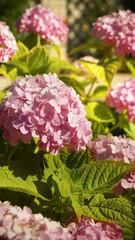 Fototapeta premium Hydrangea pink flower in the garden. 