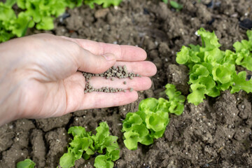 the gardener makes mineral fertilizers on the bed with vegetables. Superphosphate granules in a woman's hand