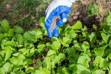 a woman fertilizes a garden bed with radish vegetables with mineral fertilizer granules