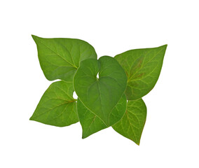 Plu Kaow leaf (Houttuynia cordata Thunb.) on transparent png.