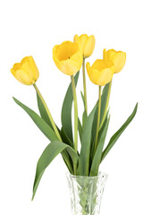 Yellow tulips in a glass vase on a white background.