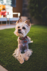 yorkshire terrier sitting on the grass