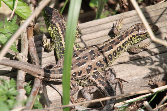 Reptiles of Polish forests and parks. Zwinka lizard. Print of  Photo. Digital Download. Home decor. Wall decor. 