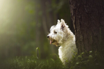 West highland white terrier dog portrait