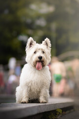 West highland white terrier dog portrait