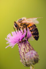Bee on a flower