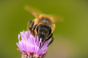 Bee on a flower