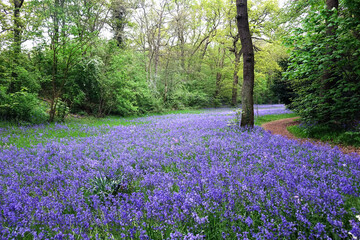 Spring with pink bluebells in park Sorghvliet