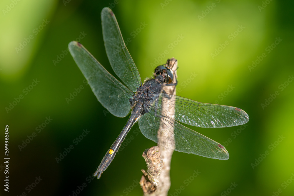 Sticker dot-tailed whiteface dragonfly