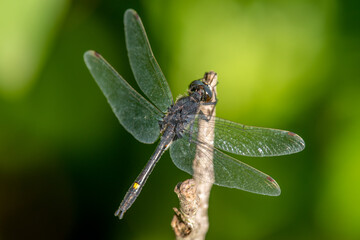 Dot-tailed Whiteface Dragonfly