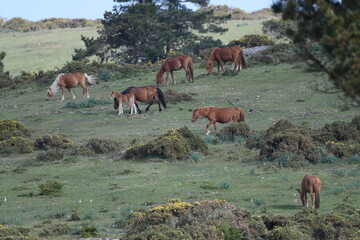 Obraz premium Caballos salvajes en la Sierra de la Capela