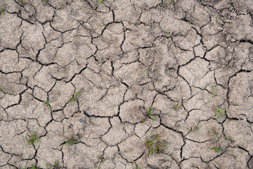 Texture of mud in a dry soi, cracked ground, earth Climate change concept. Little green plant on dry ground