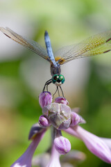 Close up of dragonfly on the top of pink flower, look at the camera, detailed eyes and wings. Green background. Vertical image