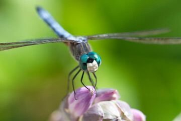Dragonfly on the top of the pink flower looks in the camera smiling. Green background. Detailed eyes. 