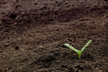 Green sprout with water drops in the soil on a sunny day. Close-up. Banner with copy space. The concept of warmth and care.