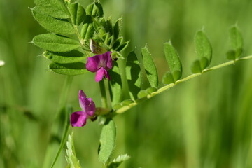 Junge Blätter und Blüten einer Wicke