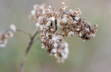 Close-up of dry flower of Solidago plant with blurred background