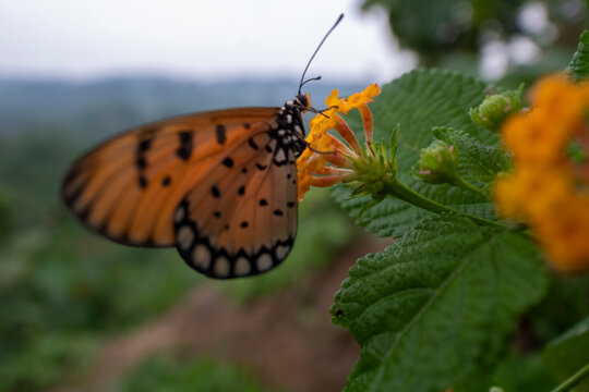 butterfly on a flower from Kaptai national parK BANGLADESH