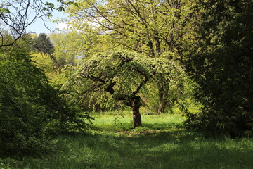 trees in the park