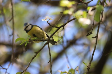 titmouse on a branch
