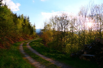 Obraz premium Forstweg im abendlichen Sonnenlicht