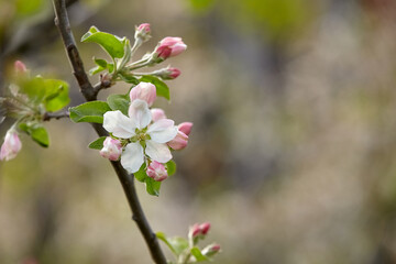 A branch of apple tree with blossoming flowers and flower buds close-up on multicolor blurred background. Spring nature