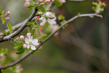 A branch of apple tree with blossoming flowers and flower buds close-up on multicolor blurred background. Spring nature