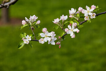 A branch of apple tree with blossoming flowers and flower buds close-up on a green background. Spring nature