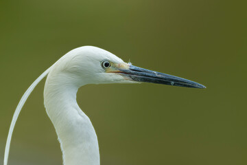 Little egret close up