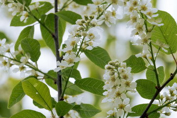 Bird cherry flowering in the spring forest in windy weather