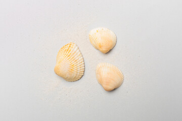 Sea shells on color background, top view