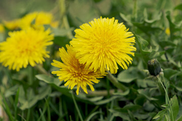 Yellow dandelions in spring on the side of the road