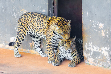 Wild Jaguar (Panthera onca) in portrait and selective focus with depth blur, know as "onça pintada"