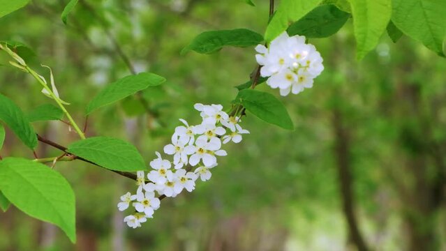 Bird cherry flowering in the spring forest in windy weather