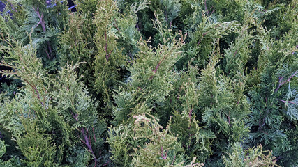 Green leaves close up