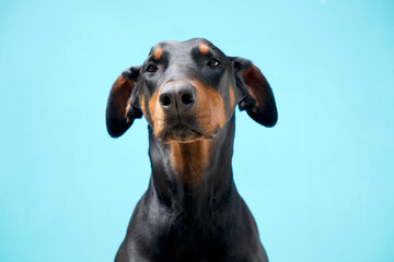 Doberman Pinscher Dog Dobe portrait - obrazy, fototapety, plakaty