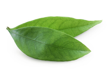 Green lychee leaf isolated on a white background © kolesnikovserg