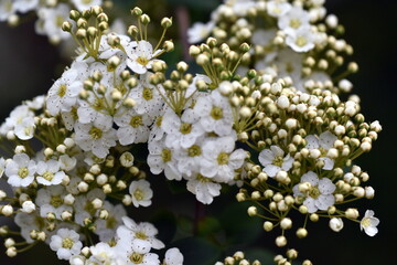 Zweig eines Thunbergs Spierstrauch im Frühling