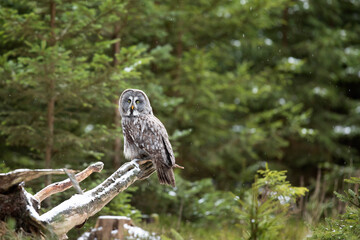 Great grey owl, Strix nebulosa, bird hunting in the forest. Owl sitting on old tree trunk with forest in background