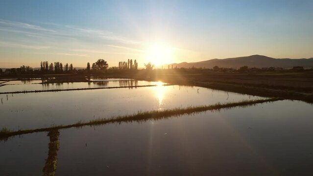 Floded agriculture rice fields at sunset, ready for seeding, traditional method of rice cultivation, field pattern in various shapes, aerial shot