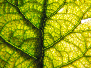 Green leaf texture background