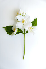 Elderflowers on a white background