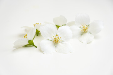 Naklejka na ściany i meble Elderflowers on a white background