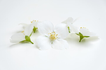 Elderflowers on a white background