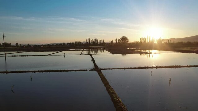 Floded agriculture rice fields at sunset, ready for seeding, traditional method of rice cultivation, field pattern in various shapes, aerial shot