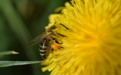 Biene auf einer L&ouml;wenzahnbl&uuml;te