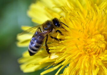 Biene auf einer Löwenzahnblüte