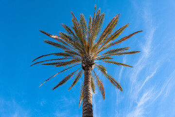palmera tropical con fondo azul