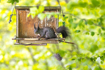 Eichhörnchen im Vogelhaus