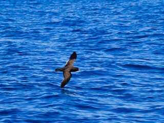 Black petrel in flight skimming across blue ocean